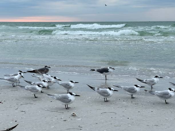 istock Birds on beach at Siesta Key, Florida 1908307501