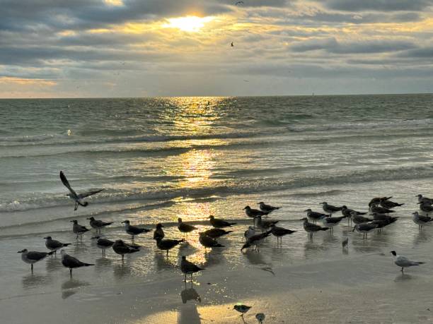 istock Birds on beach at Siesta Key, Florida 1908307508