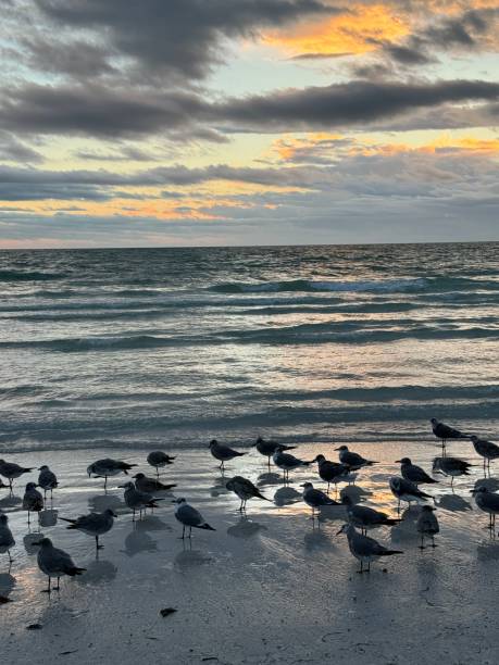 istock Birds on beach at Siesta Key, Florida 1908307520