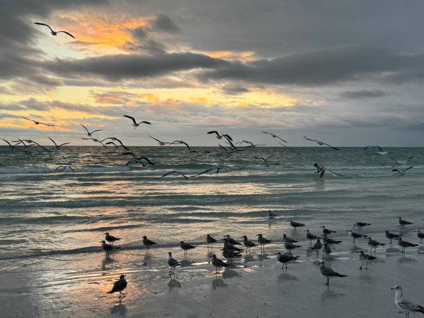 istock Birds on beach at Siesta Key, Florida 1908307532