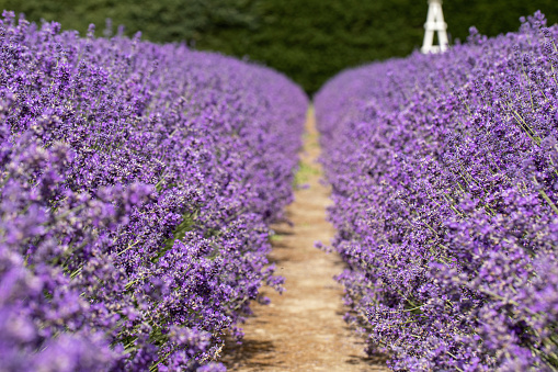 Lavender field. Beautiful lavender landscape. The concept of nature, travel.