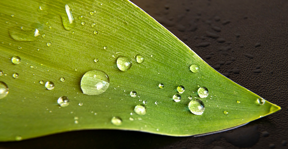 A morning dew drop falls on a green lily of the valley leaf. Lily of the valley leaves