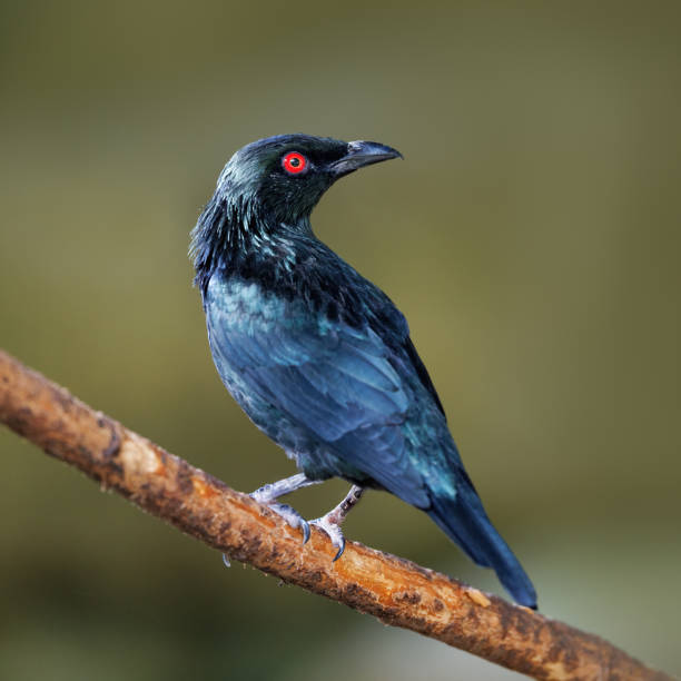istock Asian glossy starling perched on a branch against a soft green background. Closeup with focus on the face. 1908328470