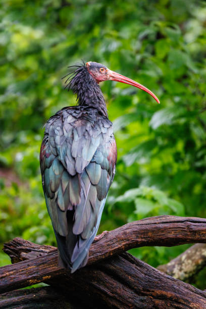 istock Northern bald ibis, Geronticus eremita perched on a branch with a green foliage background. This migratory bird is critically endangered in the wild. 1908328473