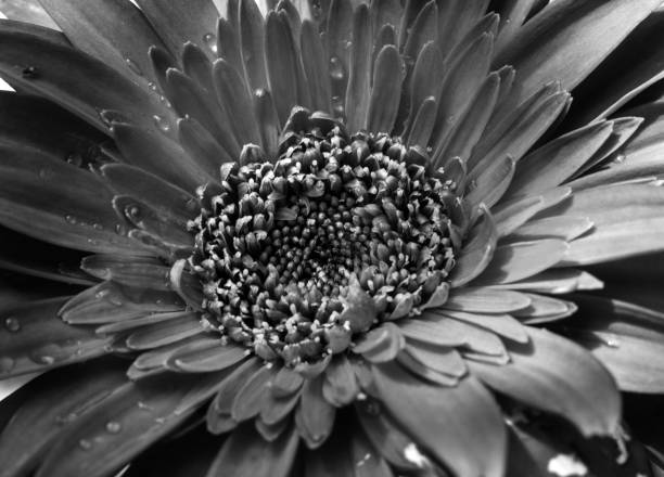 macro gerbera flower with water drops in black and white