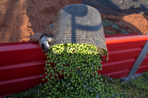 Laborer emptying his bucket of olives into the trailer. Table olives harvest season scene