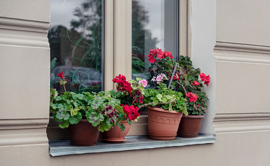 Window sill decorated with potted geranium flowers growing outdoor. Residential house with flowerpots, side view from urban street