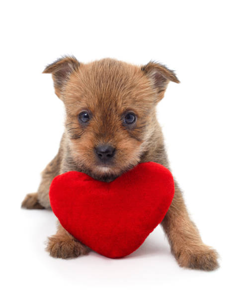 istock One brown dog with a toy heart. 1908333545