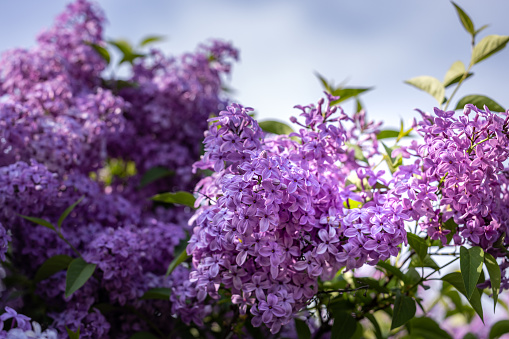 Spring background art with Purple lilac flowers at the blue sky background. Beautiful spring background. Copy space.