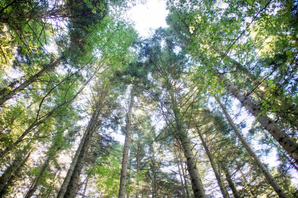 istock Photographic view of a large forest in spring 1908334694