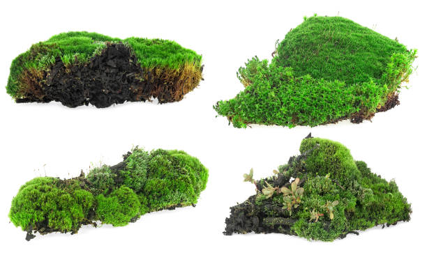 istock Collection of green moss isolated on a white background. Green moss with grass. 1908335214