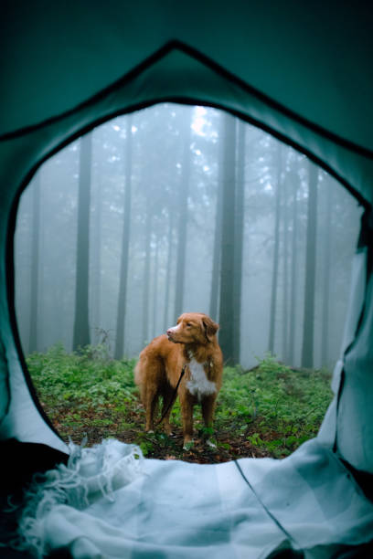 istock dog in a tent. Traveling with a pet. 1908340272