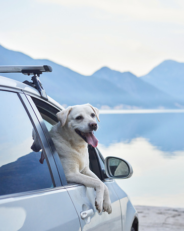 dog in the car. Looks out of the window against the backdrop of the sea and mountains. Funny pet. Happy labrador retriever on a trip