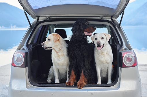 Three dogs in the trunk. Two Labrador Retrievers and a Gordon Setter. Traveling with a pet, travel. drive. Happy pet in trip