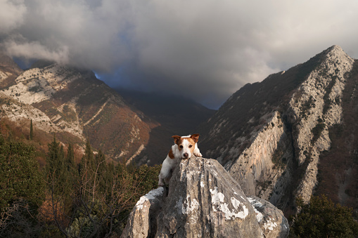 dog on a stone at mountains. Hiking with a Pet. Jack Russell Terrier in nature