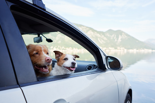 two dogs in the car. Funny jack russell terrier and Nova Scotia duck tolling retriever on the background of mountains and sea. Transportation of a pets
