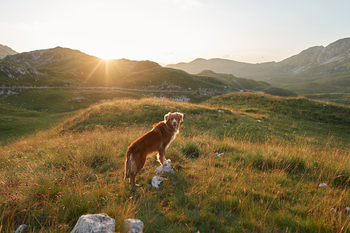 the dog stands on a stone looks at the mountains at sunset. Nova Scotia duck tolling retriever in nature. Valley in Montenegro. Durmitor National Park