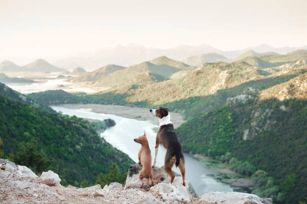 istock dogs put its paws on a stone against the backdrop of a river and a mountain. 1908340901