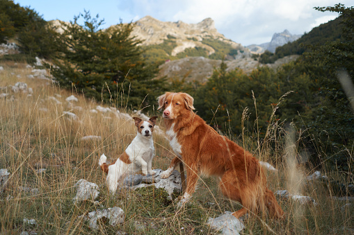 Two dogs in a mountainous terrain. Tolling Retriever stands prominently, with a smaller Jack Russell Terrier by its side. The backdrop features rugged hills, scattered rocks, and dense greenery