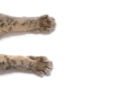 Gray cat's paws are widely spaced on a white background. Beautiful striped paws of a fluffy cat. Cute cat paws with free space for advertisement or text. White background with pet paws