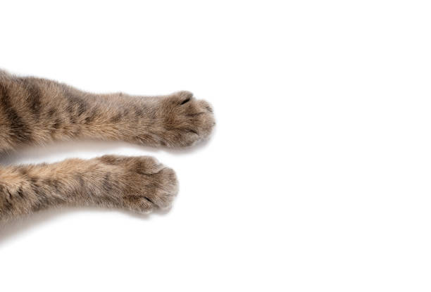 istock Paws of a gray cat on a white background 1908360571