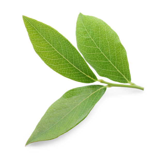 istock Stem with blueberry leaves isolated on white 1908373655