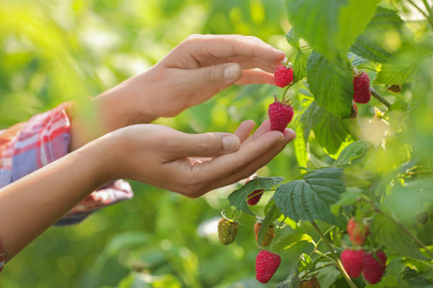 istock Woman picking ripe raspberries from bush outdoors, closeup 1908374691