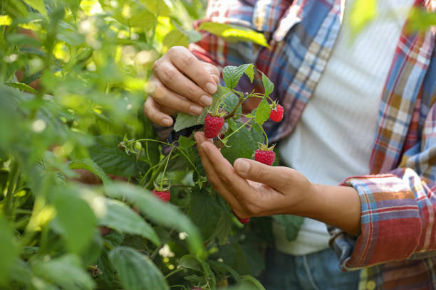 istock Woman picking ripe raspberries from bush outdoors, closeup 1908374693