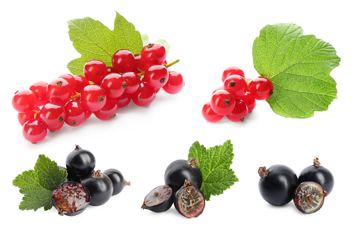 Set of black and red currants with green leaves isolated on white