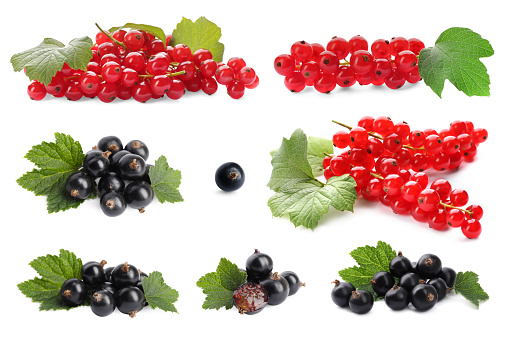 Set of black and red currants with green leaves isolated on white