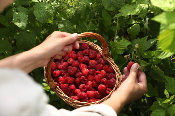 istock Woman with wicker basket picking ripe raspberries from bush outdoors, closeup 1908383751