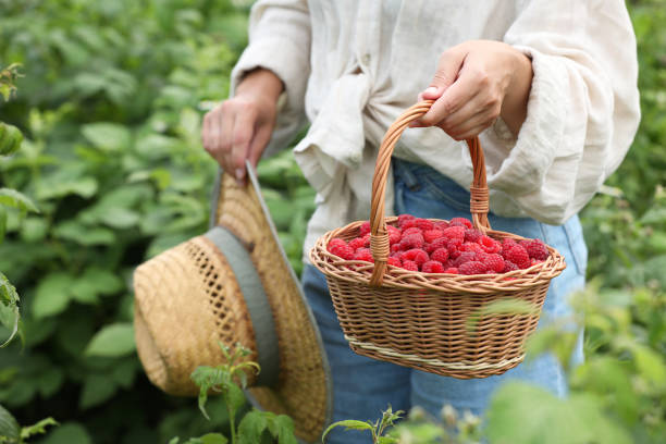 istock Woman holding wicker basket with ripe raspberries outdoors, closeup 1908384066