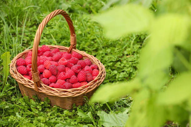 istock Wicker basket with ripe raspberries on green grass outdoors. Space for text 1908384067