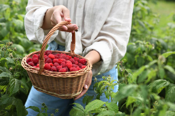 istock Woman holding wicker basket with ripe raspberries outdoors, closeup 1908384078