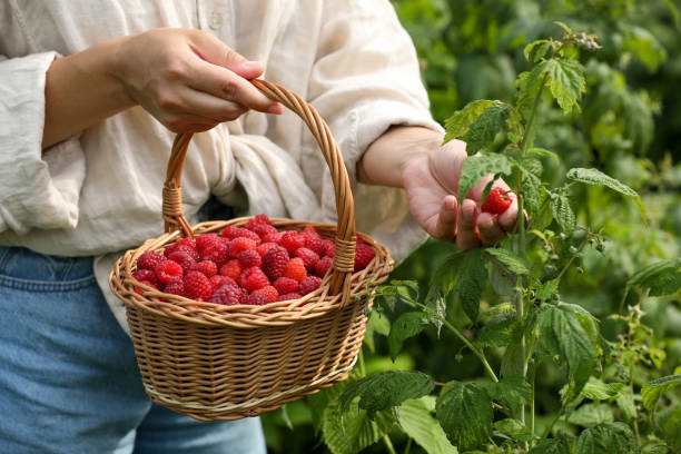istock Woman holding wicker basket with ripe raspberries outdoors, closeup 1908384096