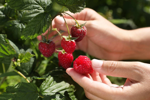 istock Woman picking ripe raspberries from bush outdoors, closeup 1908387219