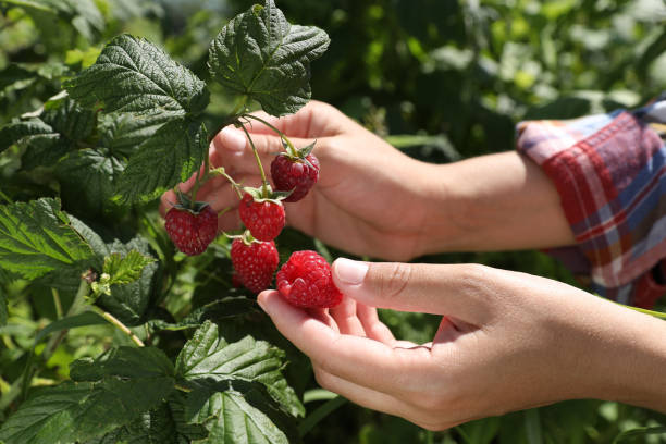 istock Woman picking ripe raspberries from bush outdoors, closeup 1908387221