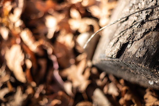 Logs of wood in the forest. An old piece of wood on the grass. Season of the autumn.