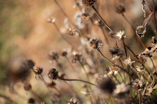Dried coneflower background