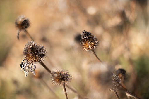 Dried coneflower background