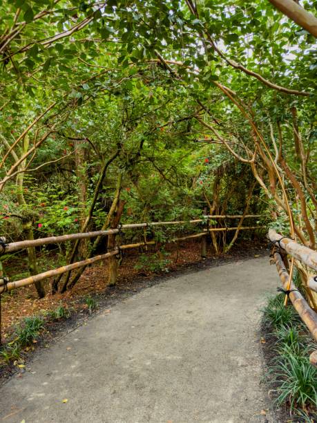 istock Bamboo hand rail in a nature trail walkway 1908444010