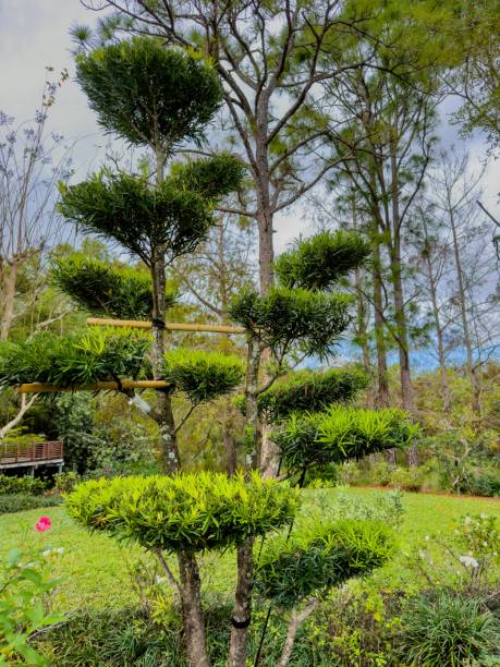 istock Photo of a Maki Tree in a garden 1908444015