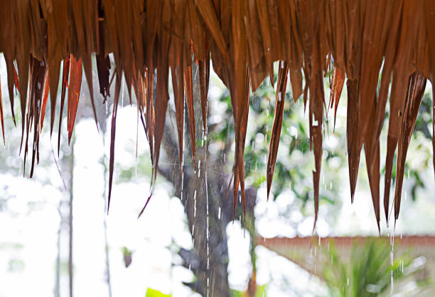 The leaf canopy from the rainy season and cobwebs.