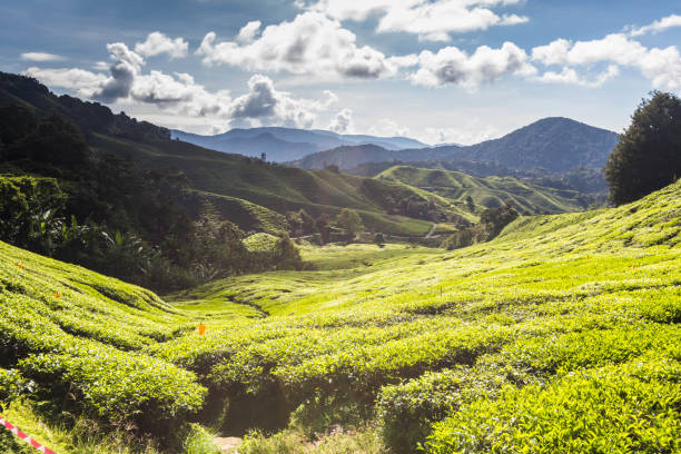 Tea Plantation view during day time in Cameron Highland, Pahang