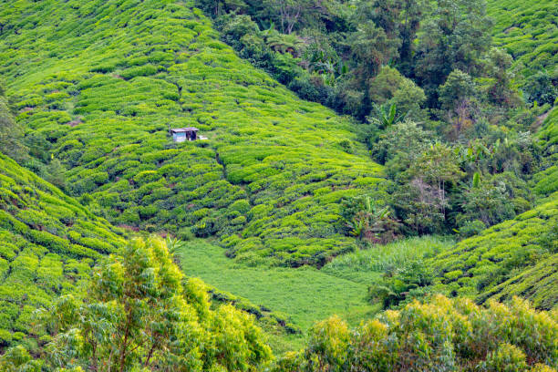 istock Tea Plantation view during day time in Cameron Highland, Pahang 1908476853
