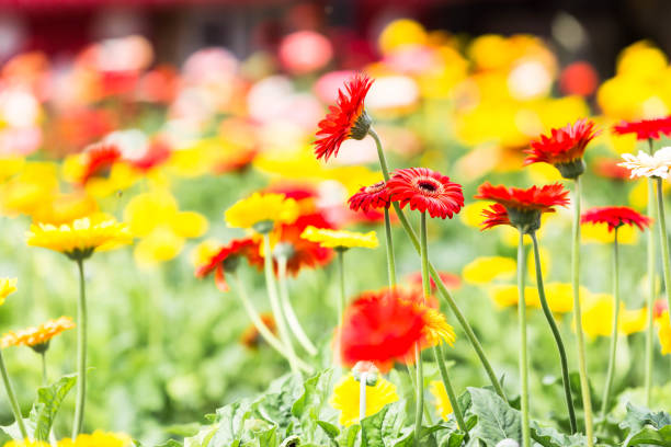 istock Beautiful flower view in close up during spring 1908477052