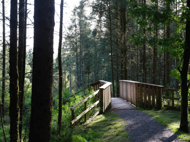 istock Offset wooden bridge on woodland path 1908495161