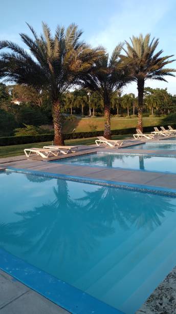 istock swimming pools with palm trees around on a sunny summer day 1908495700