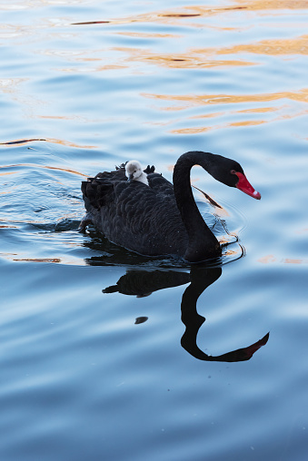 Bright macro photo of a beautiful white swan in a blue pond