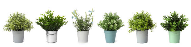 istock Set of artificial plants in flower pots isolated on white 1908550655
